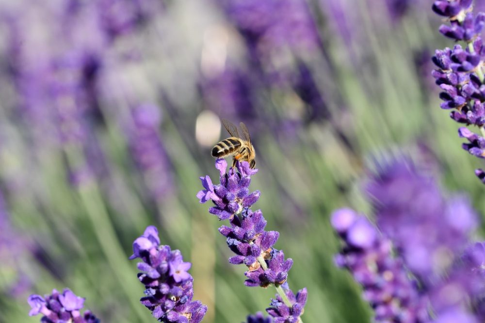 honey bee, nature, lavender, bee, insect, lavender flowers, pollination, flower background, blossom, bloom, flora, beautiful flowers, flower, plant, meadow, flower wallpaper, close up